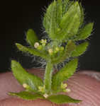 Piedmont bedstraw